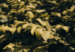 花花草草与枯枝落叶